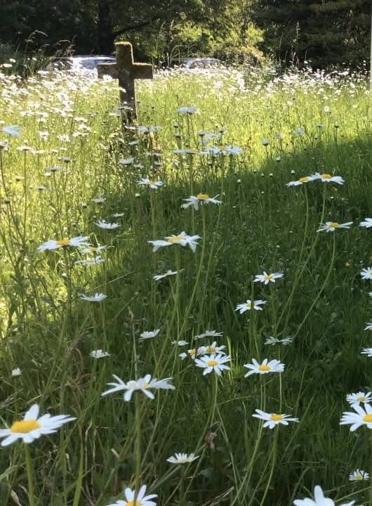 Daisies & stone cross in St Giles churchyard